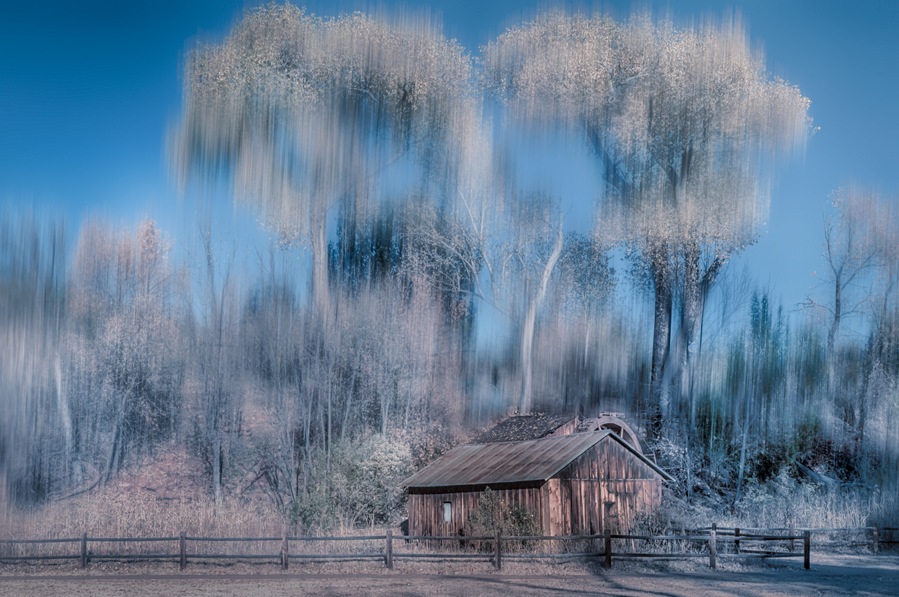 Whipping willow and butterflies